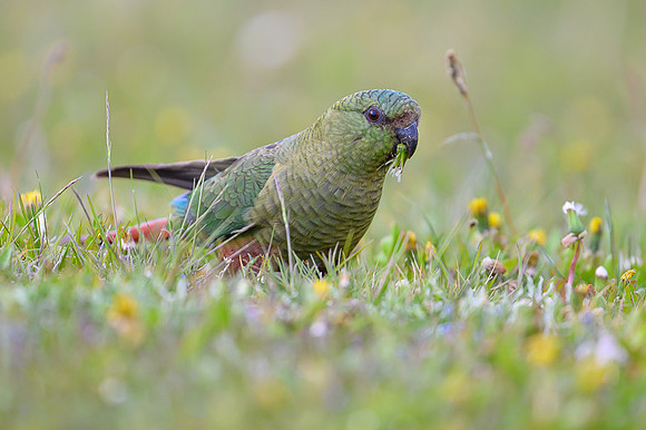 Austral Parrot