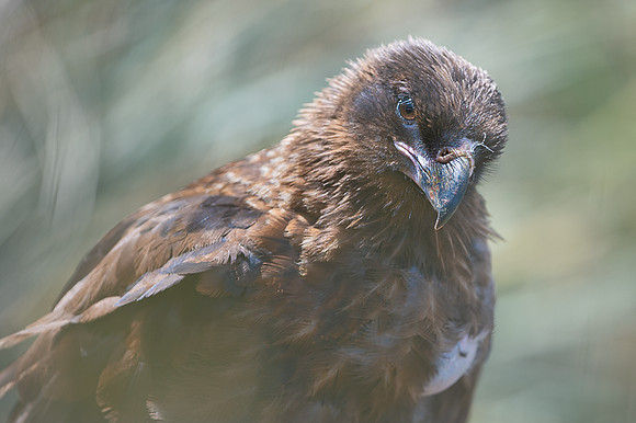 Striated caracara