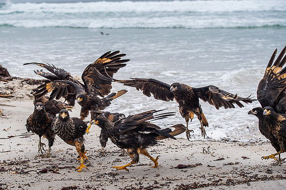 Striated caracara