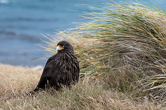 Striated caracara
