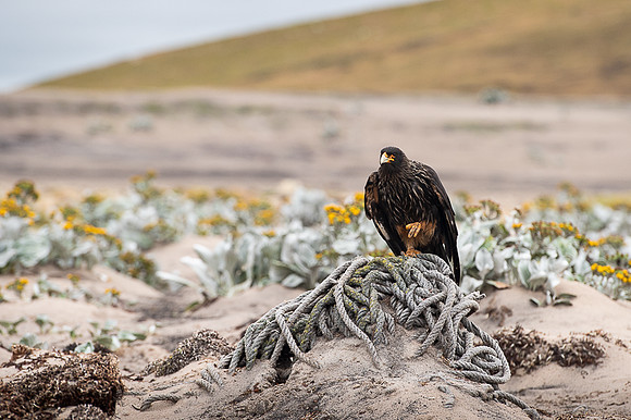 Striated caracara