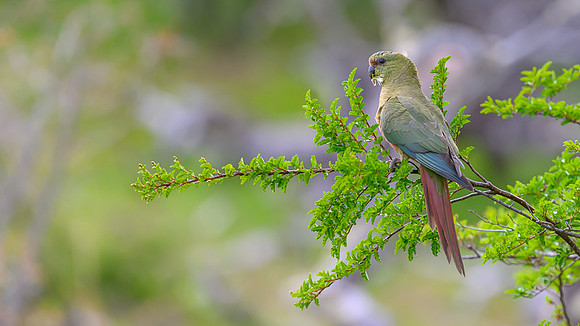Austral Parrot