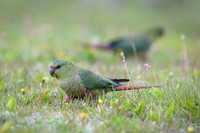 Austral Parrot