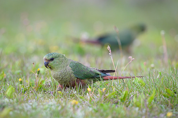 Austral Parrot