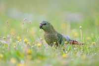 Austral Parrot