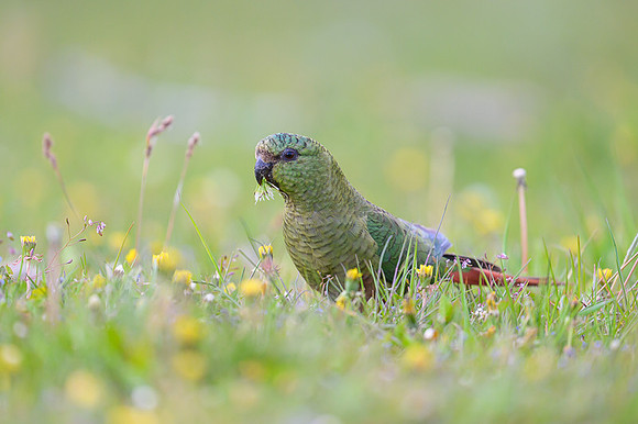 Austral Parrot