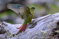 Austral Parrot