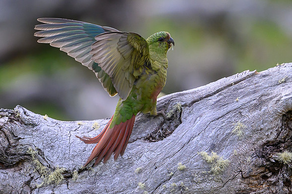 Austral Parrot