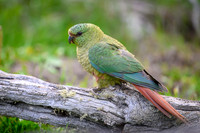 Austral Parrot
