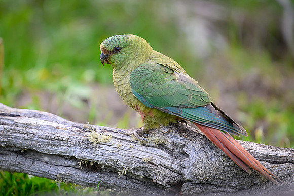 Austral Parrot