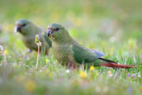 Austral Parrot