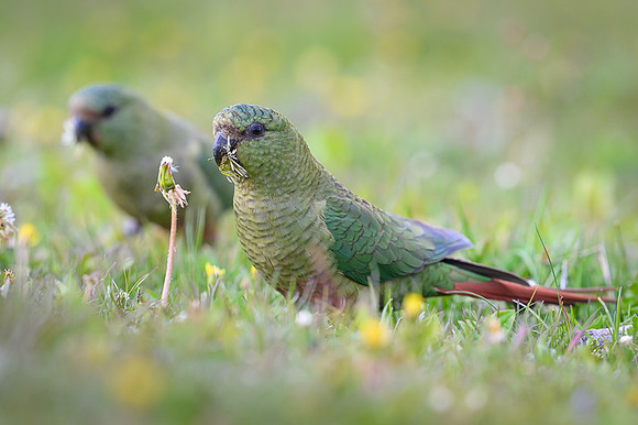 Austral Parrot