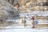 Green-winged Teal