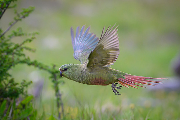 Austral Parrot