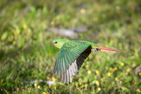 Austral Parrot