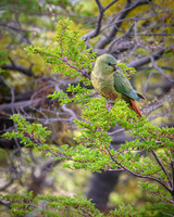Austral Parrot