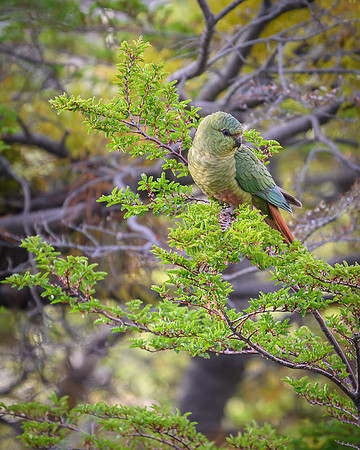 Austral Parrot