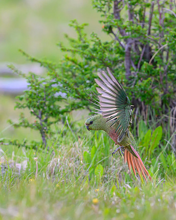 Austral Parrot