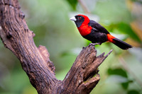 Crimson-collared Tanager