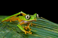 Lemur Tree Frog