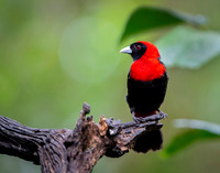 Crimson-collared Tanager