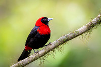 Crimson-collared Tanager
