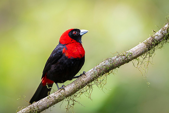 Crimson-collared Tanager
