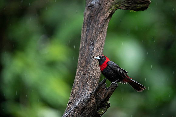 Crimson-collared Tanager