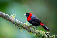 Crimson-collared Tanager