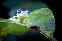 Glass frog