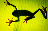 Tree Frog