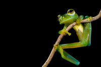 Emerald Glass Frog