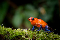 Blue-jeans Frog