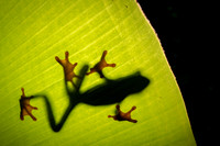 Tree Frog