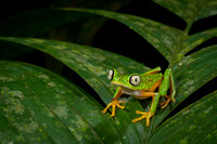 Lemur Tree Frog