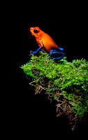 Blue-jeans Frog
