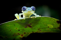 Glass frog