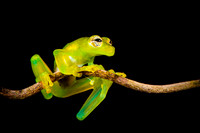 Emerald Glass Frog