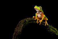 Lemur Tree Frog