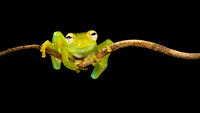 Emerald Glass Frog