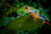 Tree Frog