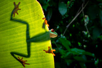 Tree Frog