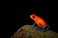 Blue-jeans Frog
