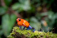 Blue-jeans Frog