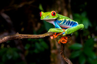 Tree Frog