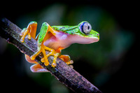 Lemur Tree Frog