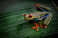 Tree Frog
