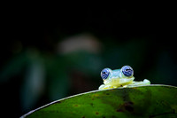 Glass frog