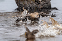 Creasted duck