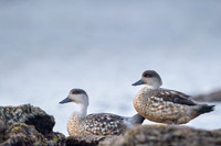 Creasted duck